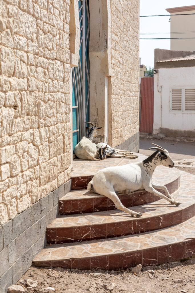 Furry Friends by Camille Massida Photography